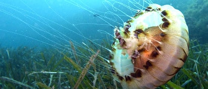 AixPlo Aix-en-Provence Plongée - Biologie sous-marine